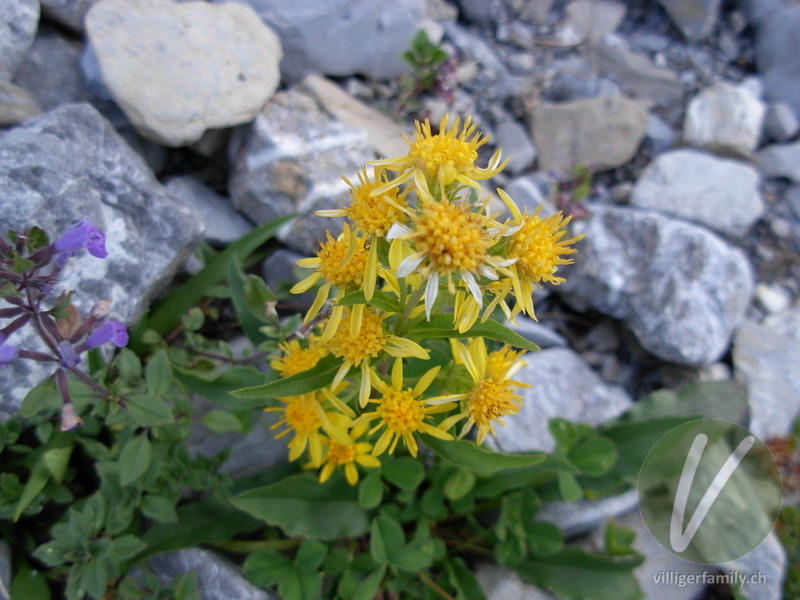 Alpen-Goldrute: Übersicht